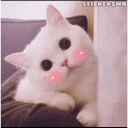 MICHIS REACCIONES 😻 WhatsApp Stickers