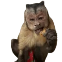 George WhatsApp Stickers