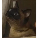 Meme de Gato WhatsApp Stickers