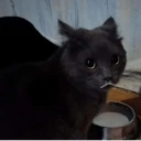 Meme de Gato WhatsApp Stickers