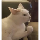 Meme de Gato WhatsApp Stickers