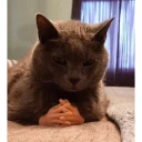 Meme de Gato WhatsApp Stickers