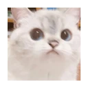 🐱 Gatito Blanco 🐱 WhatsApp Stickers