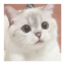 🐱 Gatito Blanco 🐱 WhatsApp Stickers