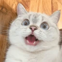 🐱 Gatito Blanco 🐱 WhatsApp Stickers