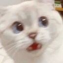 🐱 Gatito Blanco 🐱 WhatsApp Stickers