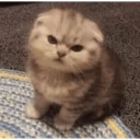 ✨𝑮𝒂𝒕𝒐𝒔 𝒄𝒖𝒓𝒂 𝒅𝒆𝒑𝒓𝒆𝒔𝒊𝒐́𝒏 2🐱❤️ WhatsApp Stickers