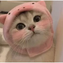 ✨Gatos cura depresión🐱❤️ WhatsApp Stickers