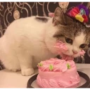 ✨Gatos cura depresión🐱❤️ WhatsApp Stickers