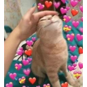 Cat love Stickers for WhatsApp