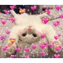 Cat love WhatsApp Stickers