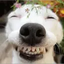 Happy Dog😁🐶 Stickers for WhatsApp