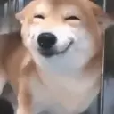 Happy Dog😁🐶 WhatsApp Stickers