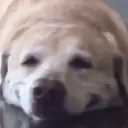 Happy Dog😁🐶 WhatsApp Stickers