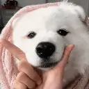 Happy Dog😁🐶 WhatsApp Stickers