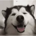 Happy Dog😁🐶 WhatsApp Stickers