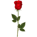 Red Roses WhatsApp Stickers