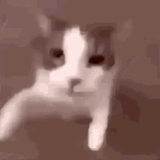 🐱 Gatitos Random Mov 🐾 Stickers for WhatsApp