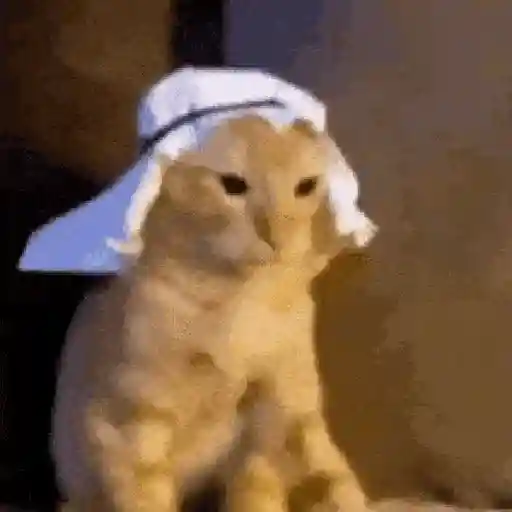 🐱 Gatitos Random Mov 🐾 WhatsApp Stickers