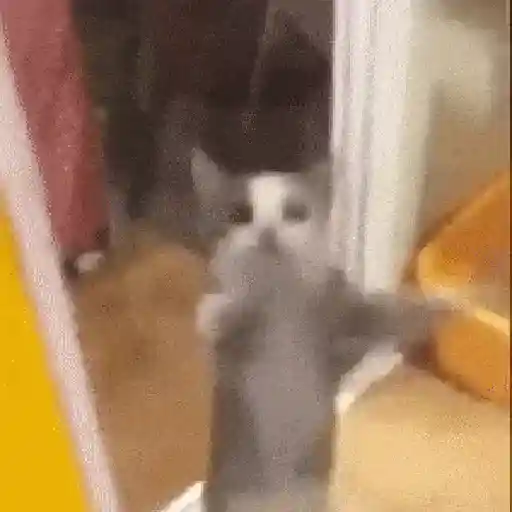 🐱 Gatitos Random Mov 🐾 WhatsApp Stickers