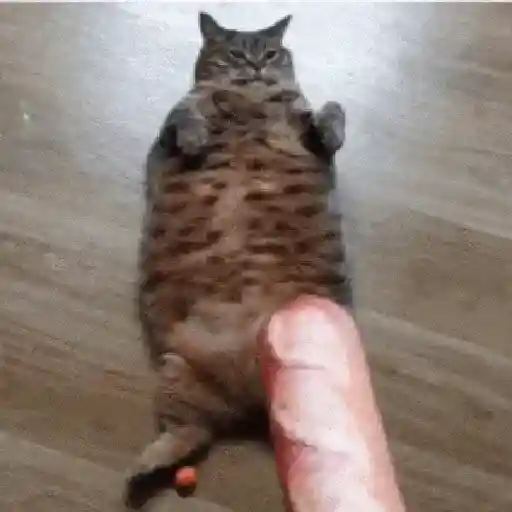 🐱 Gatitos Random Mov 🐾 WhatsApp Stickers