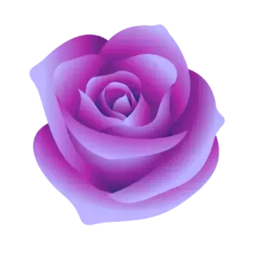 Purple Roses Stickers for WhatsApp