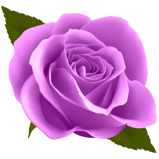 Purple Roses Stickers for WhatsApp