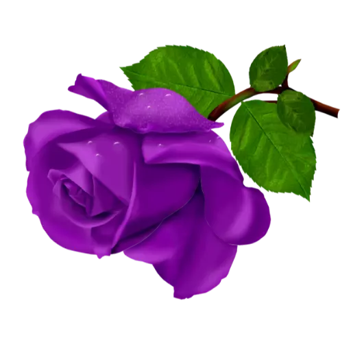 Purple Roses Stickers for WhatsApp