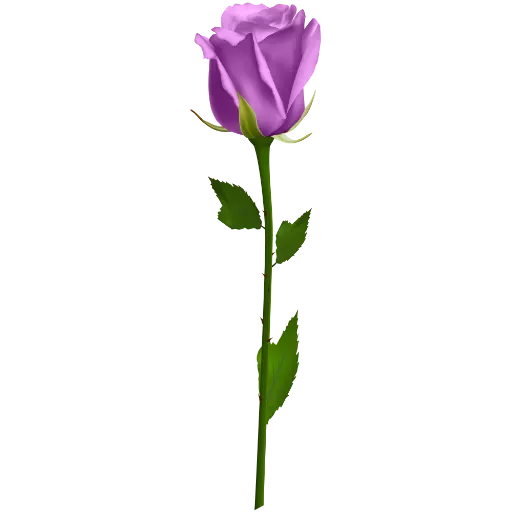 Purple Roses Stickers for WhatsApp